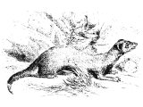 Polecat (Mustela putorius), a possible translation of Heb. ChoLeD (Lev.11.29), often translated Polecat (Mustela putorius)